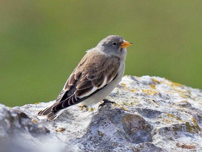 Птица вьюрок: описание, пение, фото, отличие самца от самки