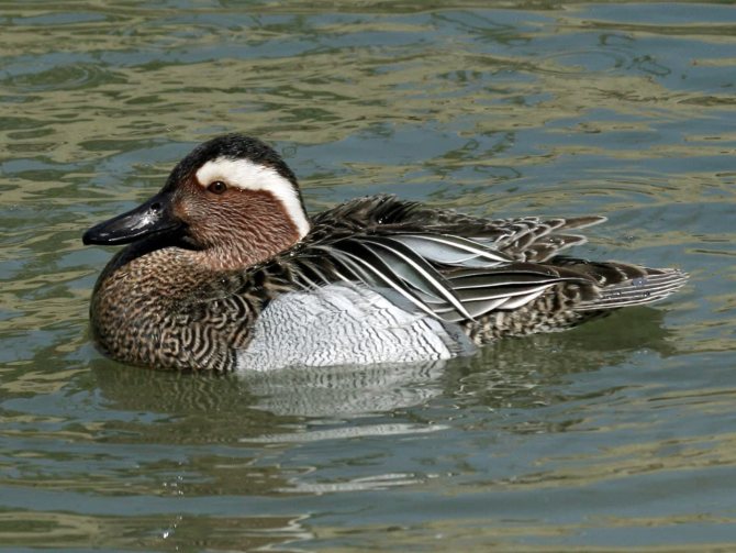 Чирок свистунок - самая маленькая утка