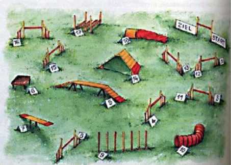 Аджилити для собак: что это такое, соревнования, породы