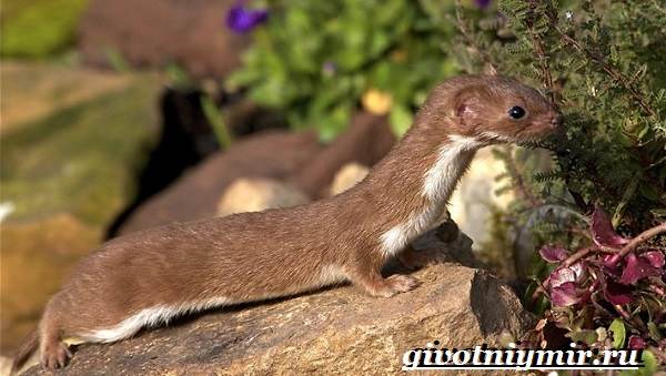 Ласки домашние: уход и содержание