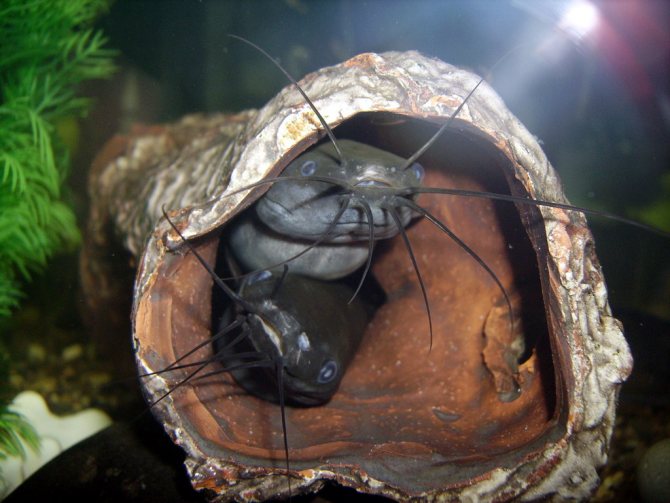 Мешкожаберный сом: содержание в аквариуме, совместимость с другими рыбами, размножение
