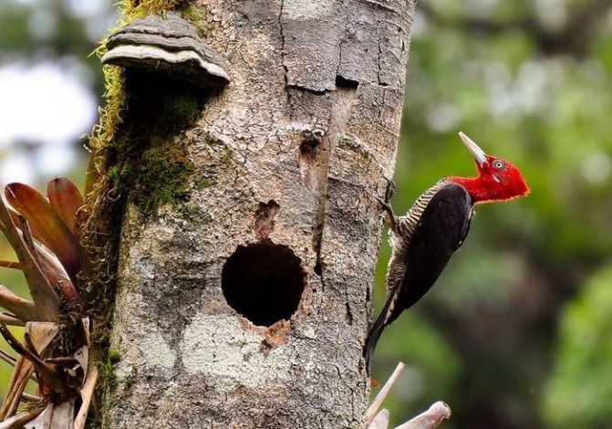 Большой пестрый дятел