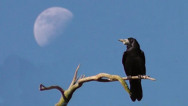 Грачи - особенности жизни, места обитания, поведение и питание птиц