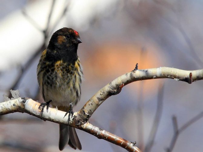 Птица вьюрок: описание, пение, фото, отличие самца от самки