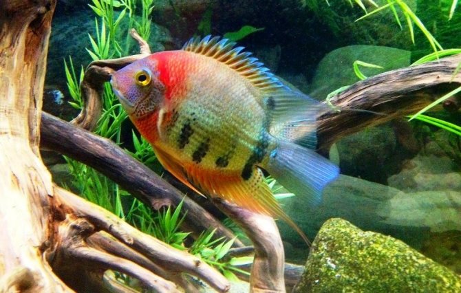 Цихлазома северум (рыбка ложный дискус): содержание, виды (красноточечный, красноплечий, жемчуг), совместимость