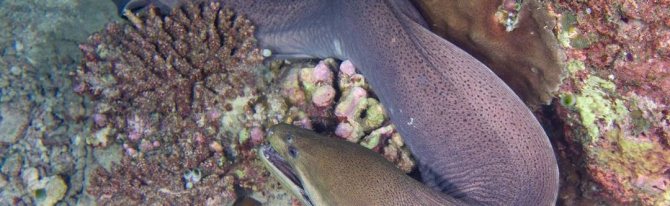 Рыба Мурена: как выглядит и чем питается, опасна ли для человека, размеры и где обитает