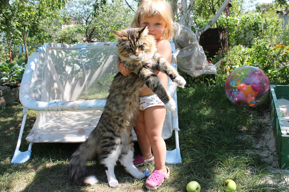 Самые ласковые породы кошек