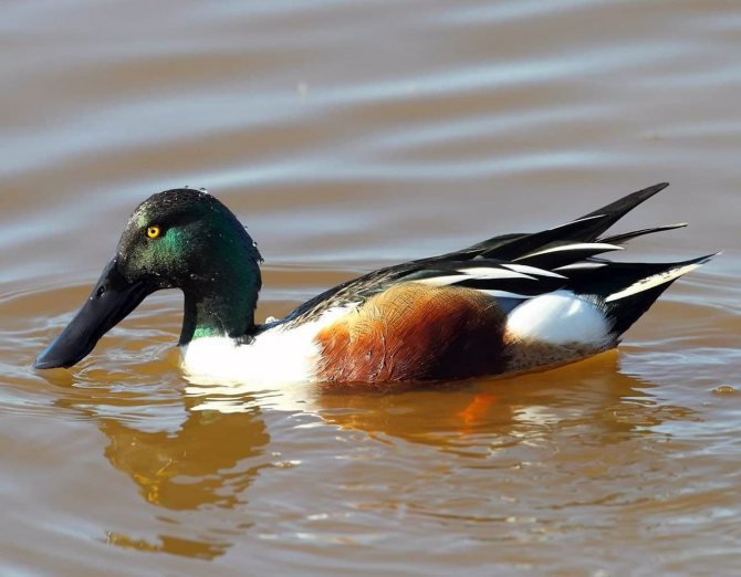 Чирок свистунок - самая маленькая утка