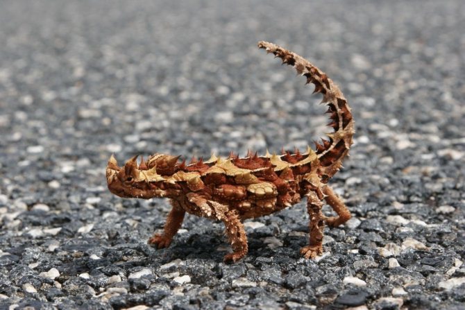 Ящерица молох – загадка австралийских пустынь