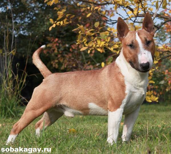 Миниатюрный бультерьер: описание породы и как выглядит карликовый мини питомец