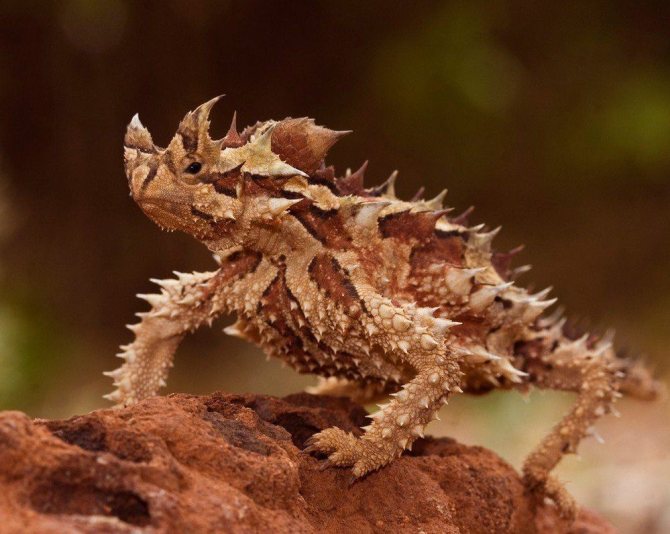 Ящерица молох – загадка австралийских пустынь