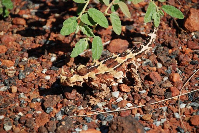 Ящерица молох – загадка австралийских пустынь