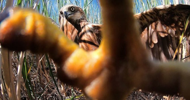 Полевой лунь: описание птицы, особенности, виды, образ жизни