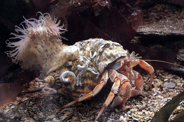 Взаимоотношения рака отшельника и других организмов называют: 1) взаимовыгодными 2)паразитическими3)конкурентными4) хищническими 