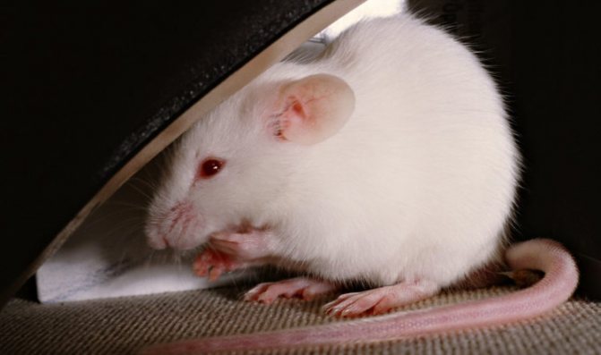 Крысы альбиносы - белые с красными глазами: особенности, срок жизни