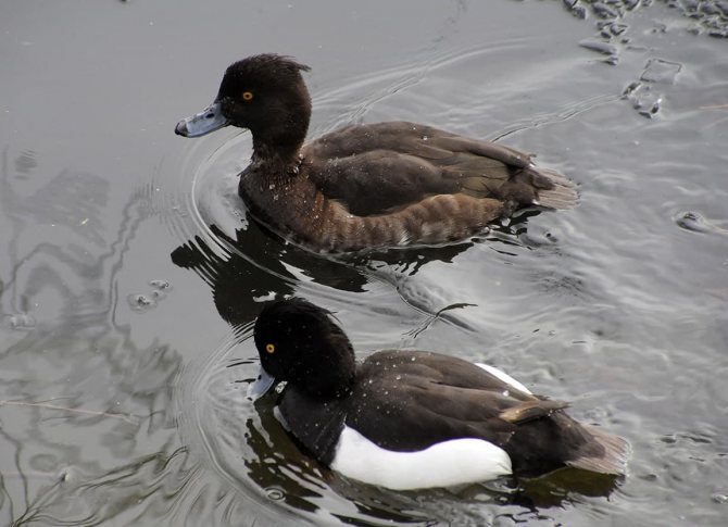 Чирок свистунок - самая маленькая утка