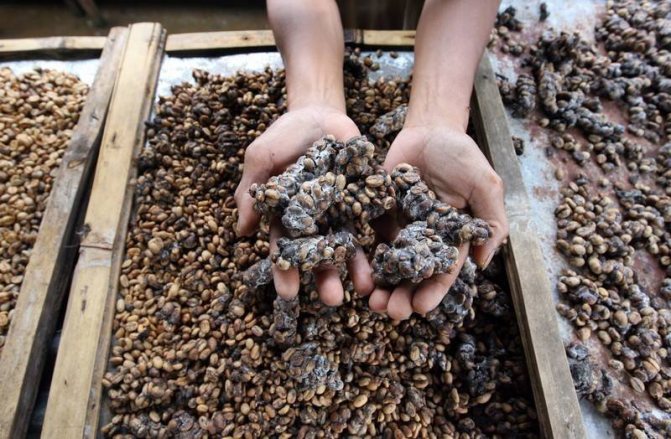 Мусанг: описание животного, особенности, виды, среда обитания