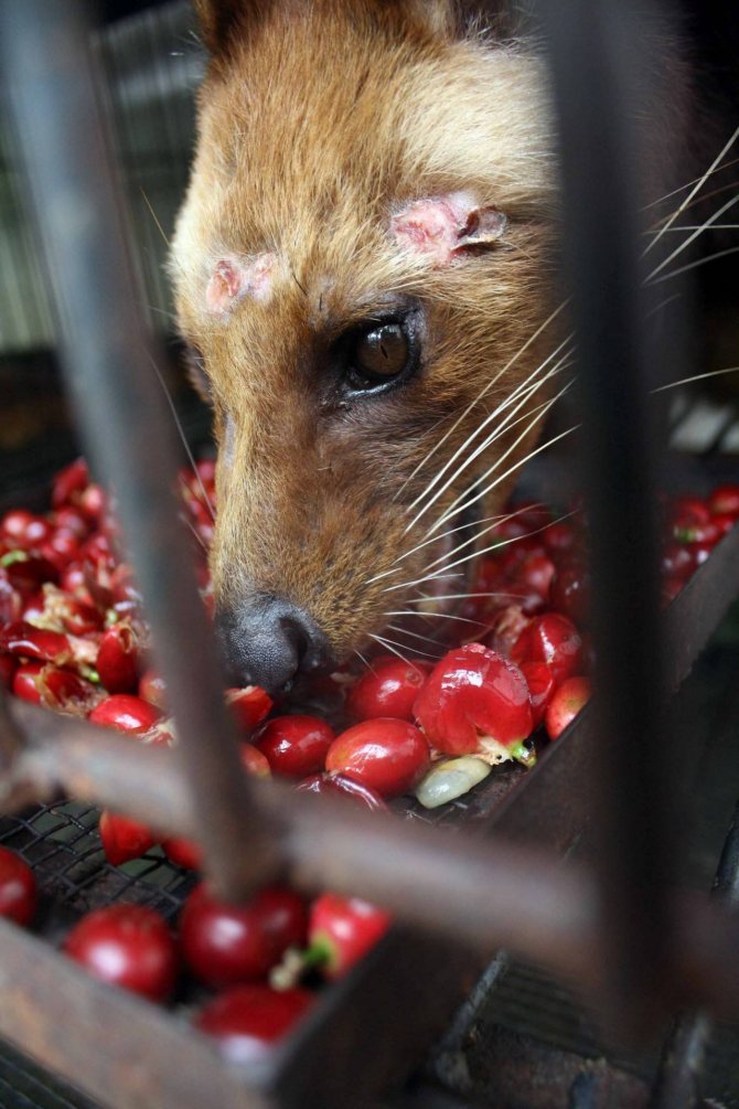 Мусанг: описание животного, особенности, виды, среда обитания