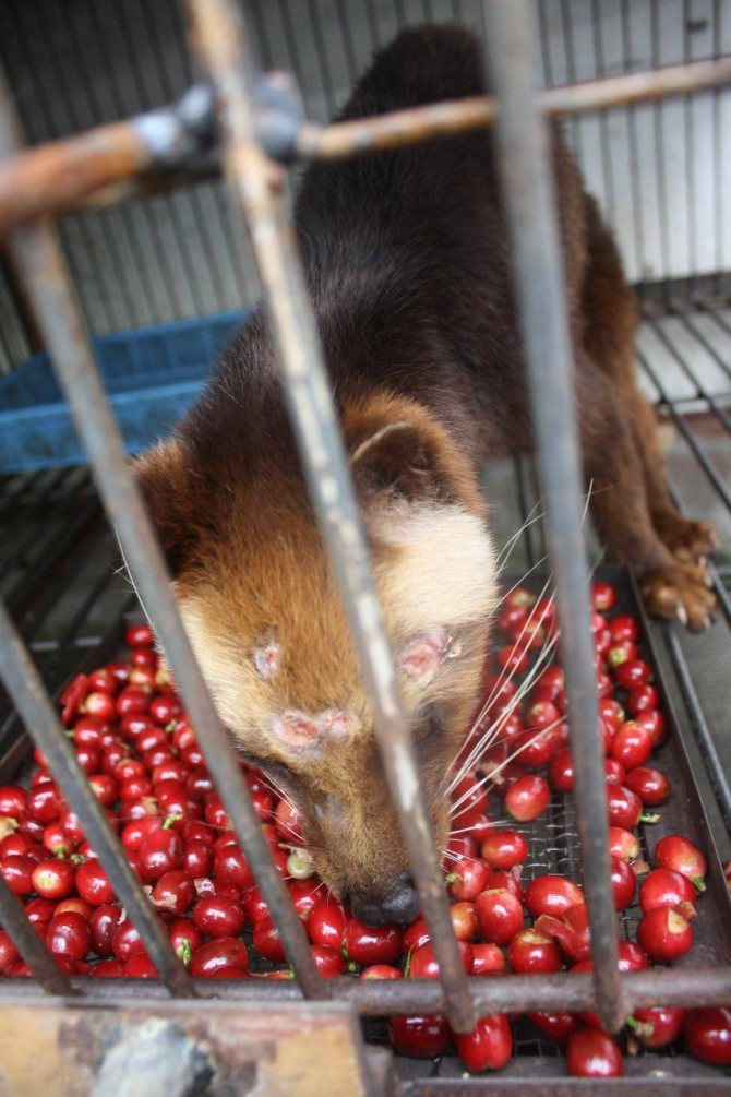 Мусанг: описание животного, особенности, виды, среда обитания