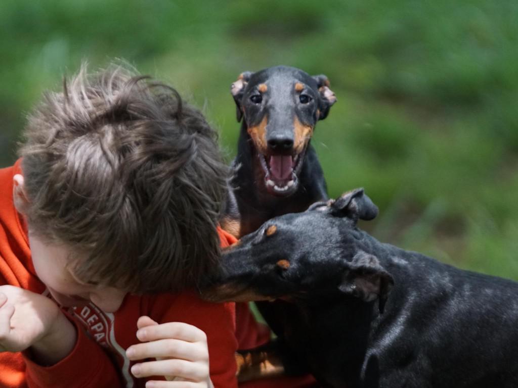 Манчестерский терьер: стандарт породы, особенности и уход