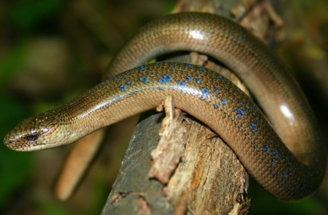 Ящерица-веретеница: какая она и как ее отличить от змеи