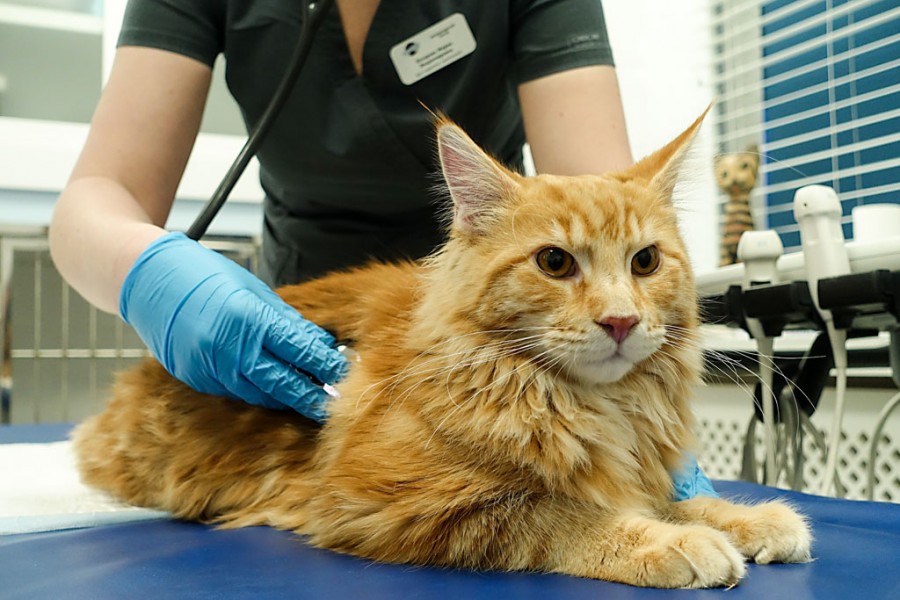 Характеристика породы мейн-кун - описание, характер, особенности ухода