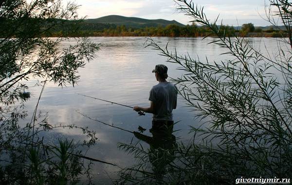 15-beste-fiskestedene-i-Zabaikalsky-territoriet-15