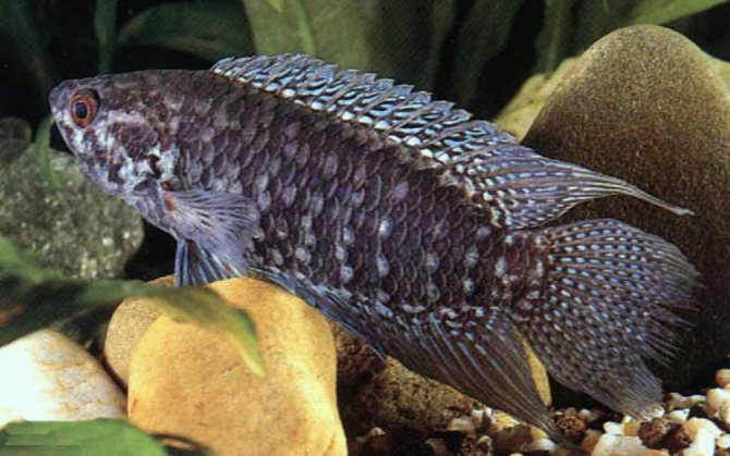 Ктенопома: содержание, совместимость, разведение