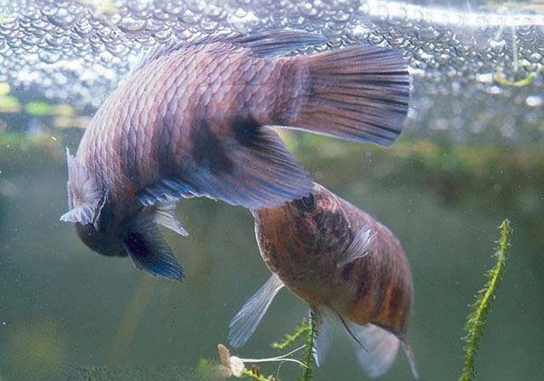 Ктенопома: содержание, совместимость, разведение