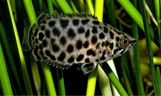 Ктенопома: содержание, совместимость, разведение