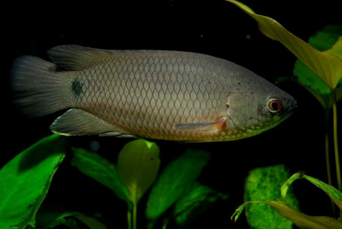 Ктенопома: содержание, совместимость, разведение