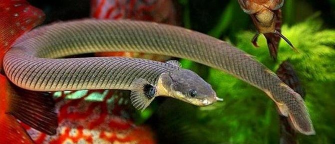 Полиптерус: сенегальский, эндлихера, дельгези, рыба дракон, аквариумный многопер, орнатипинис, альбинос (содержание, совместимость)