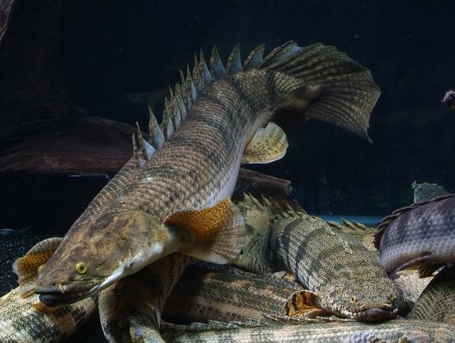 Полиптерус сенегальский: содержание, совместимость