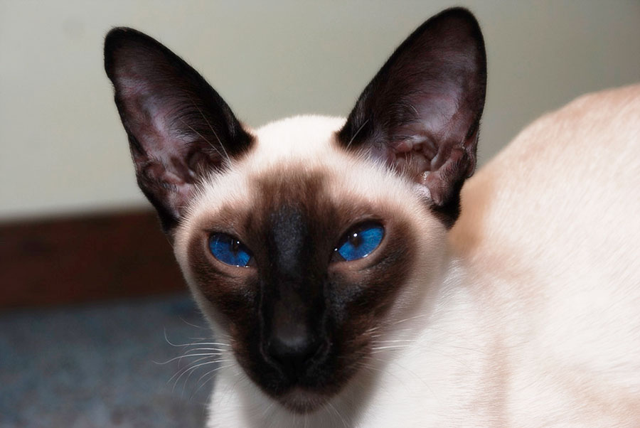 Порода кошек с большими ушами: как называются ушастые лопоухие коты с вытянутой мордой