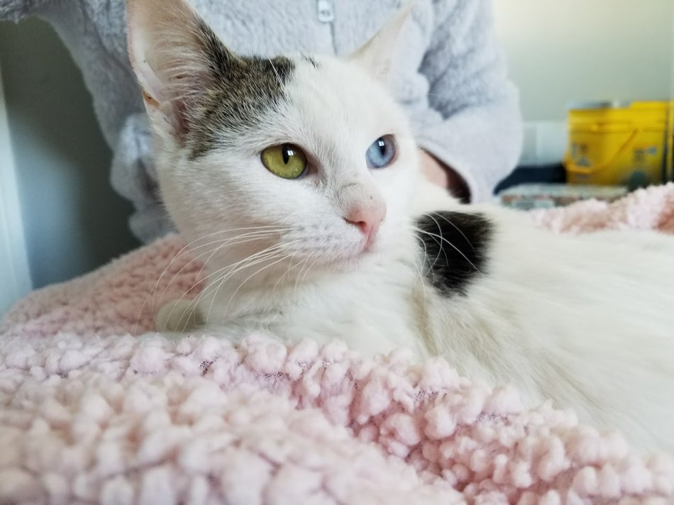 Сколько кот отходит от наркоза после кастрации и как себя ведет, меняется ли его поведение