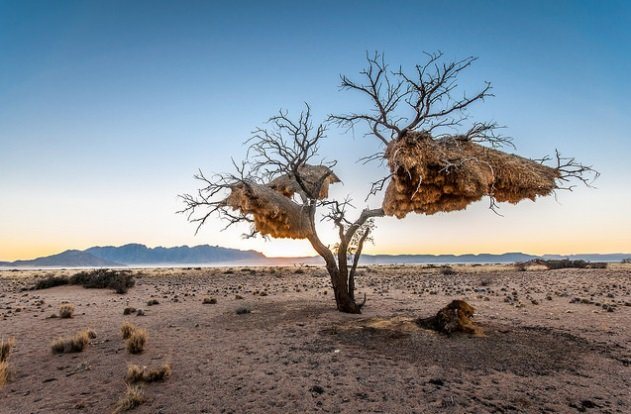 Ткачик птица