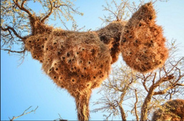 Ткачик птица