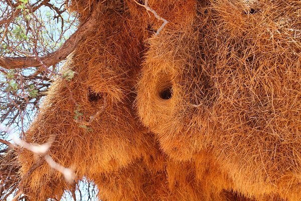 Ткачик птица