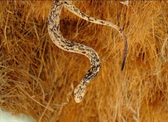 Ткачик птица