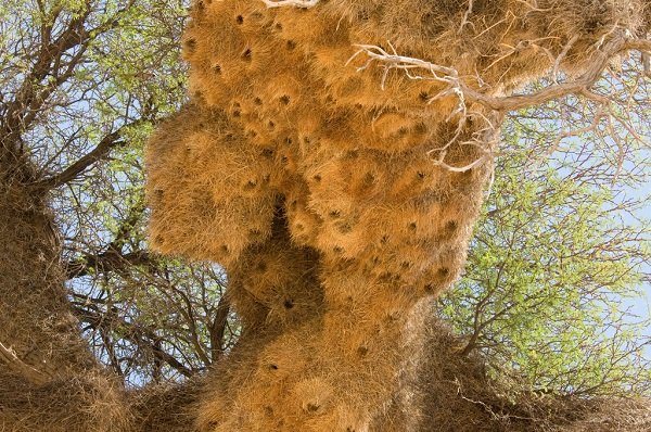 Ткачик птица