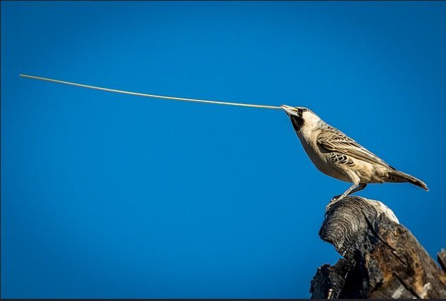 Ткачик птица