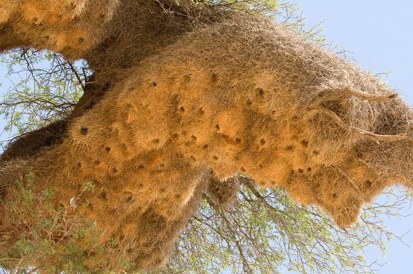 Ткачик птица