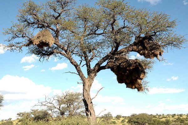 Ткачик птица