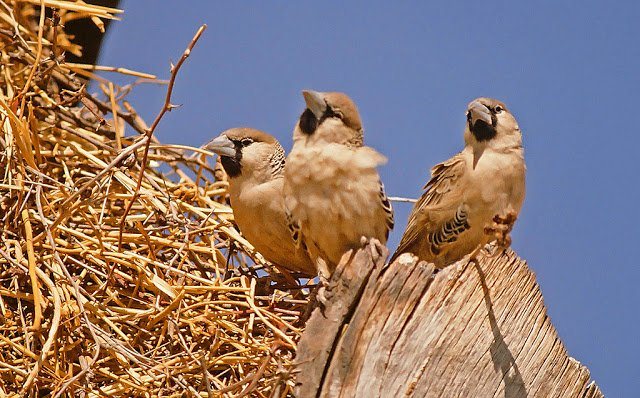 Ткачик птица