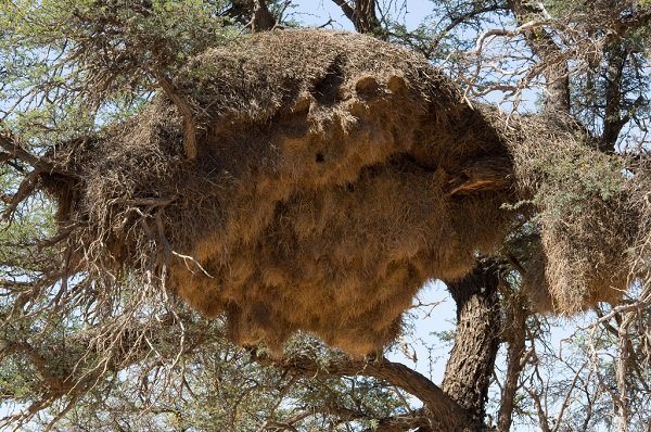 Ткачик птица
