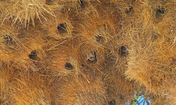 Ткачик птица