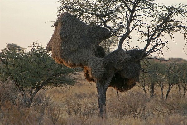 Ткачик птица