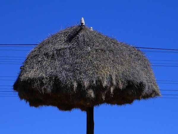 Ткачик птица