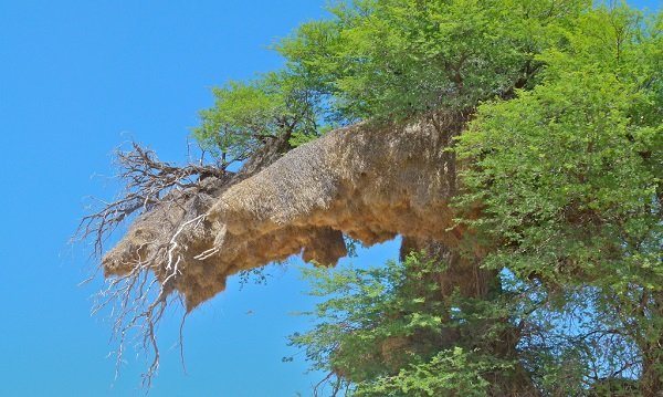 Ткачик птица