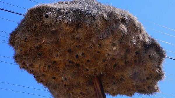 Ткачик птица